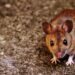 Here's how to solve a mice problem at home