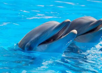 All that you need to know About Dolphin Discovery Cozumel
